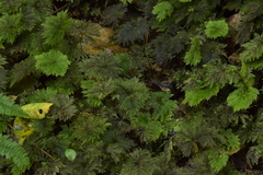 Dendrohypopterygium filiculiforme