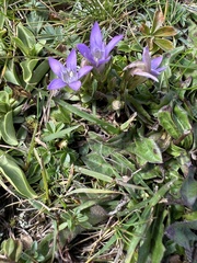 Gentianella germanica