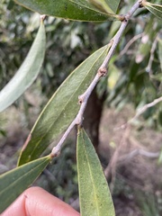 Acacia fasciculifera