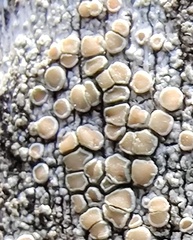 Lecanora symmicta