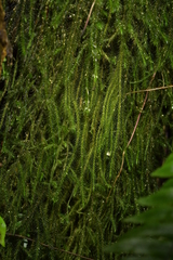 Echinodiopsis hispida