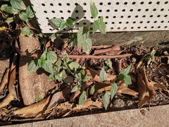 Dicliptera chinensis