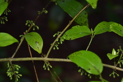 Geniostoma ligustrifolium
