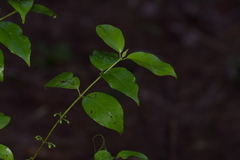 Geniostoma ligustrifolium