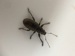 Brachyderes incanus