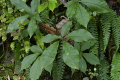 Schefflera digitata
