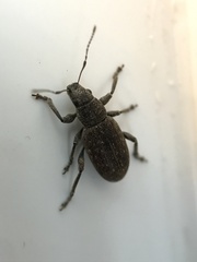 Brachyderes incanus
