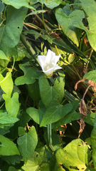 Calystegia sepium