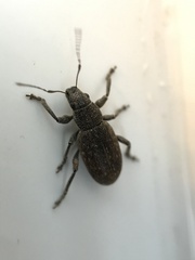 Brachyderes incanus