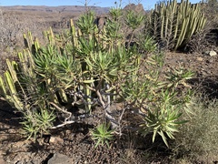 Echium