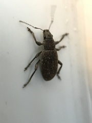 Brachyderes incanus