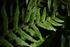 Blechnum filiforme