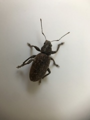 Brachyderes incanus