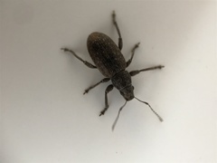 Brachyderes incanus