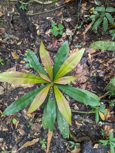 Ancistrocladus tectorius, photograph 2