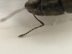Brachyderes incanus