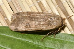 Noctua interposita