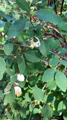 Symphoricarpos rotundifolius