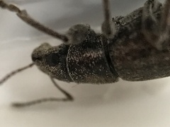Brachyderes incanus