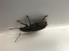 Brachyderes incanus