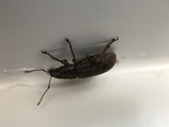 Brachyderes incanus