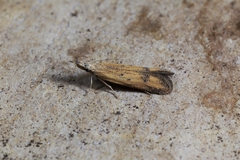Mesophleps trinotella