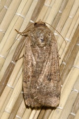 Noctua interposita
