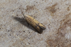 Mesophleps trinotella
