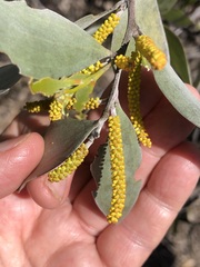 Acacia binervia