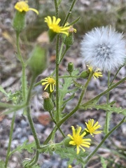 Senecio viscosus