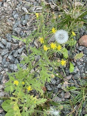 Senecio viscosus