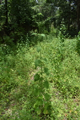 Mesosphaerum suaveolens