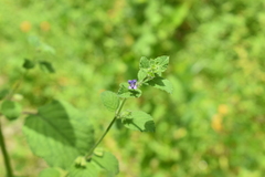 Mesosphaerum suaveolens
