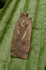 Noctua interposita