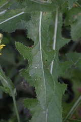 Sonchus arvensis uliginosus