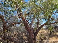 Corymbia