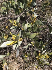 Acacia binervia