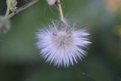 Sonchus arvensis uliginosus