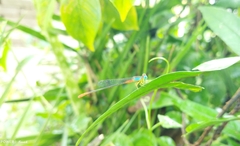 Ceriagrion cerinorubellum