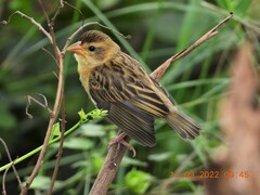 Ploceus philippinus