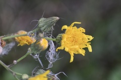 Sonchus arvensis uliginosus