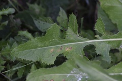 Sonchus arvensis uliginosus