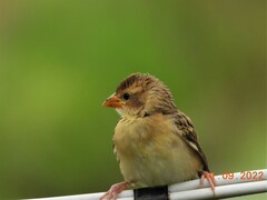 Ploceus philippinus