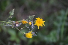 Sonchus arvensis uliginosus