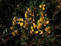 Aotus ericoides