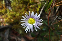 Allittia uliginosa