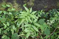 Pteris