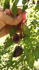 Paliurus spina-christi