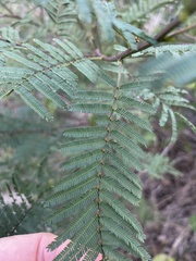 Acacia loroloba