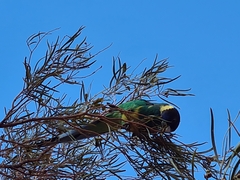 Barnardius zonarius